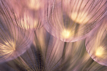 dandelion seed closeup