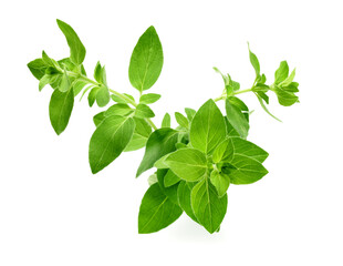 bunch of oregano leaves isolated