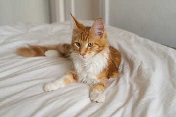 A beautiful ginger Maine Coon kitten relaxing at home.