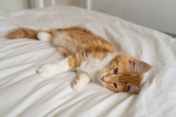 A beautiful ginger Maine Coon kitten relaxing at home.