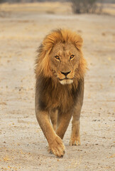 male lion in the wild