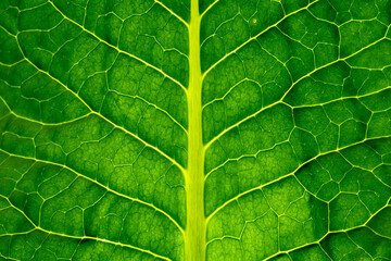 Green leaf veins pattern macro closeup . Nature background. Abstract green leaf texture, nature background, tropical leaf.v