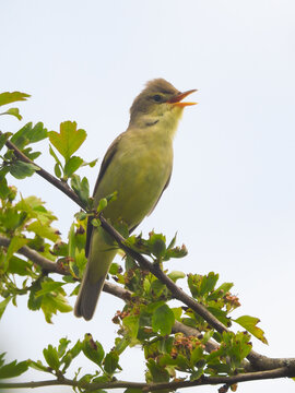 Canapino (Hippolais polyglotta) in canto su cespuglio,primo piano