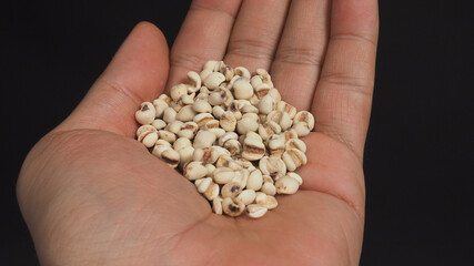 Job's Tears, also known as adlay and coix in hand with black background. Popular in Asian cultures as a food source.