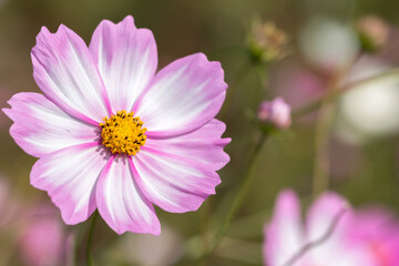 Obraz premium コスモス畑 秋のイメージ