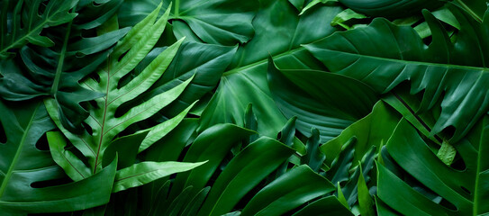 Naklejka na ściany i meble closeup nature view of tropical green monstera leaf and palms background. Flat lay, fresh wallpaper banner concept