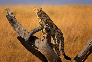 cheetah sitting on a log in the grass © Theodore