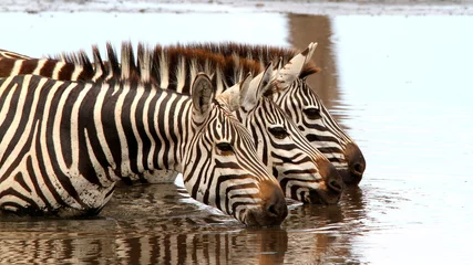 Zelfklevend Fotobehang zebra drinkwater © Theodore