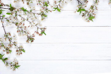 Fototapeta premium Fresh cherry flowers on white painted wooden planks. Copy space