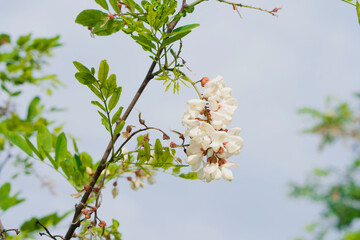 White Acacia during the flowering period