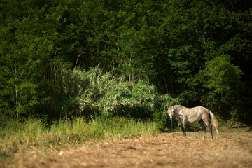 Obraz na płótnie Canvas white horse in meadow eating