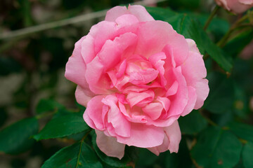 Rose pink color, artisanal ornamental plant