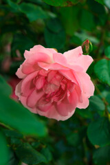 Rose pink color, artisanal ornamental plant
