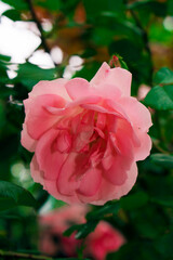 Rose pink color, artisanal ornamental plant