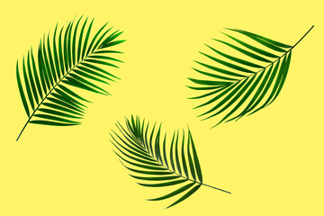 Natural palm leaf on pastel yellow background, nature summer concept
