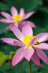 蓮の花　初夏イメージ