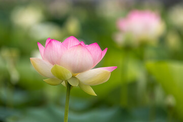 蓮の花　初夏イメージ