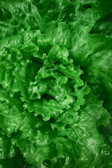 The lettuce leaf photographed from above. High quality photo