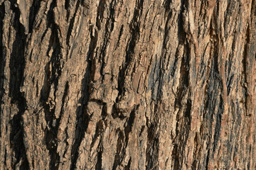 
bark of an old tree