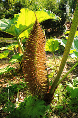 The flowers of the Brazilian Rhubarb plant. Botanical name Gunnera manicata. the flowers are over two feet in length.