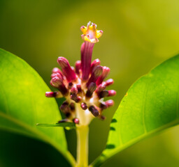 A flower