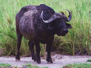 Buffalo in africa