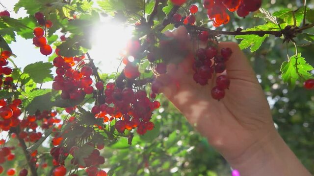Female hand is picking red currants from the green bush in a beautiful sunlight
