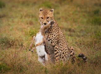 Naklejka premium cheetah with prey