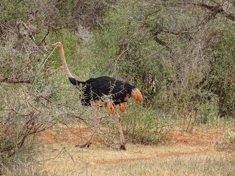 Ostrich in africa