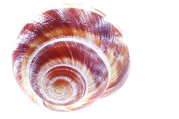 snail house isolated