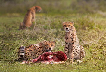 cheetah and cub with prey