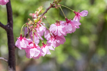 Obraz premium 桜の花 春のイメージ