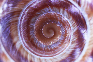 snail house texture