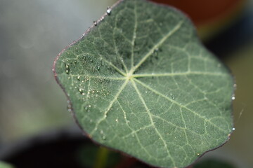 Leaf