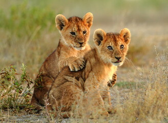 Fototapeta lion cub in the savannah obraz