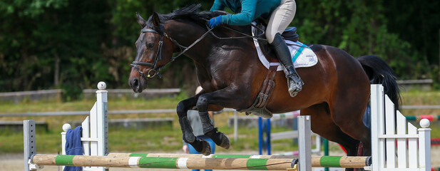 Show jumper (horse) with rider jumping over the obstacle with the front legs pulled up, close-up at...
