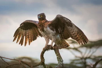 Deurstickers martial eagle © Theodore