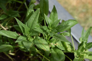 Spinach
