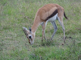 Antilope in africa
