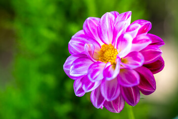 Obraz premium ダリアの花