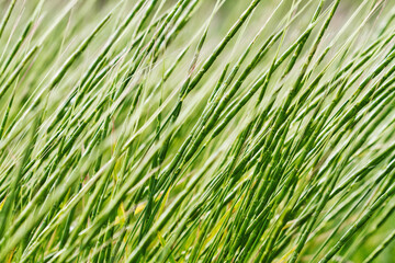 Green grass swaying in the wind in the field