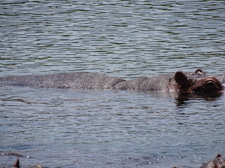 Fototapeta premium Hippo in water in africa