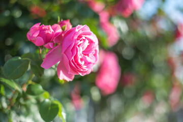 バラの花