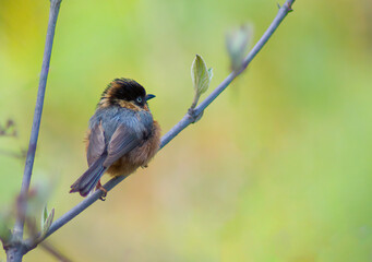 Rofous-fronted tit coming out of bush after short shower