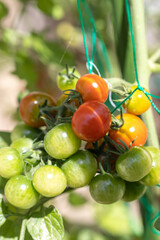 家庭菜園のミニトマト