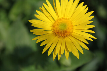 yellow flowers green chamomile in flower garden background