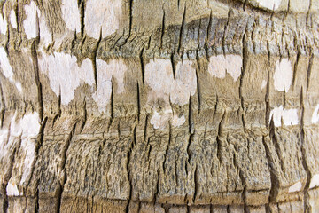 Coconut palm tree close up texture in bavaro beach, Punta cana, Dominican Republic