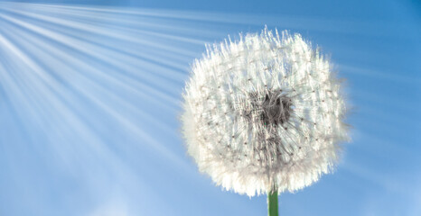 Dandelion flower with seeds on a sunny day against a deep blue sky with sunbeams