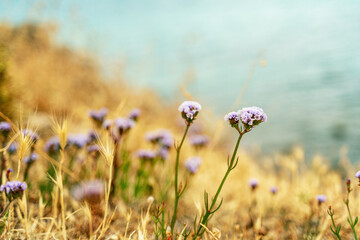 Beautiful blue flowers, dried flower on sea background. Beautiful floral background and texture, macro shot