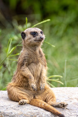 ミーアキャットのポートレート